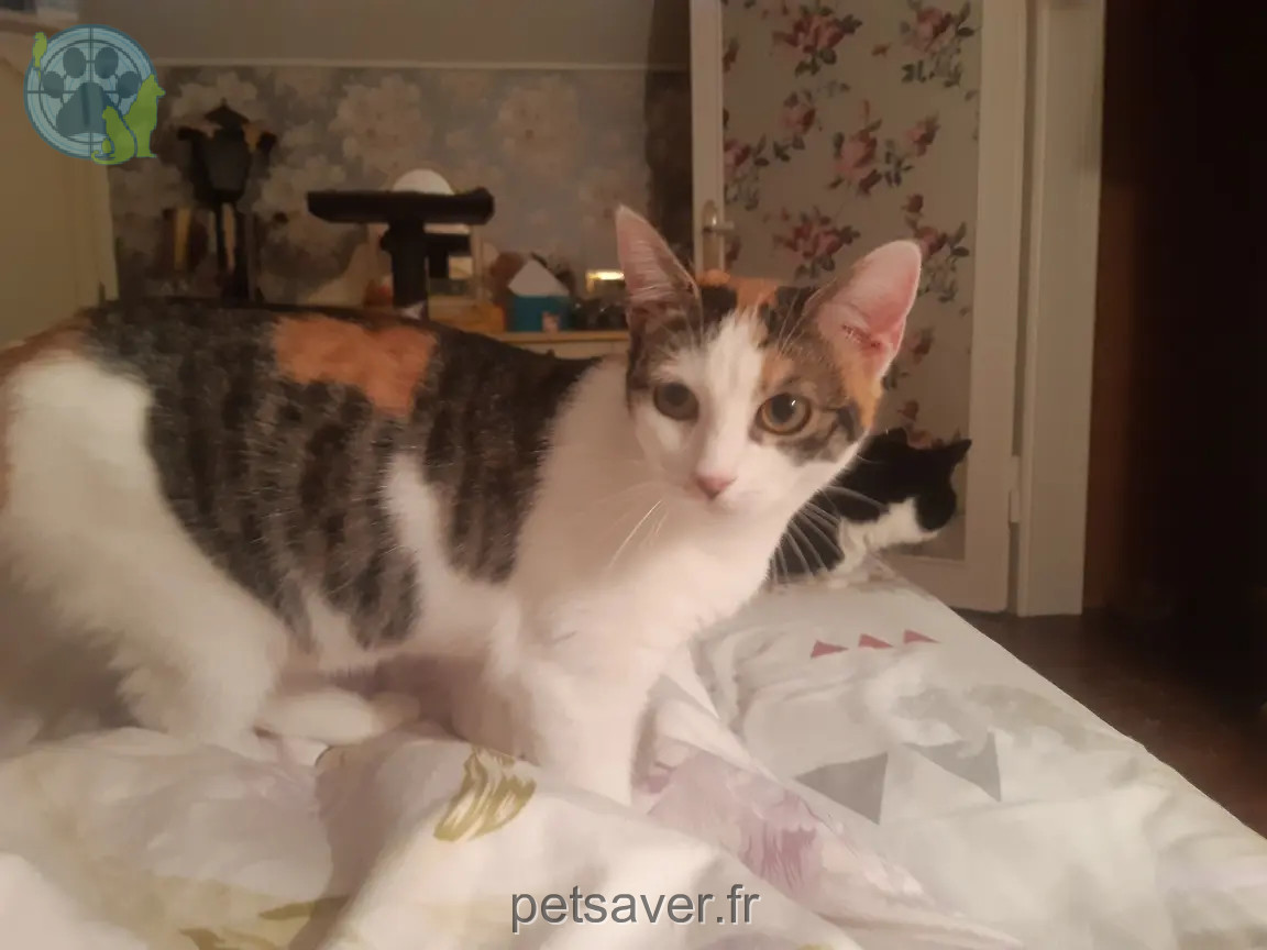 Chatte Perdue 62 Pas-de-Calais - Leïa Chatte Perdue 62 Pas-de-Calais - Leïa