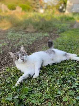Chatte Perdue 62 Pas-de-Calais - Lilie Chatte Perdue 62 Pas-de-Calais - Lilie