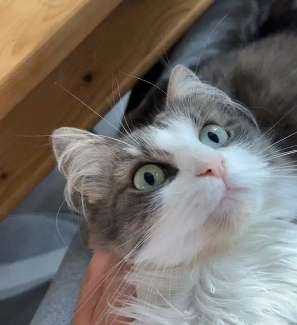 chatte lost   62640 Montigny-en-Gohelle Lilith