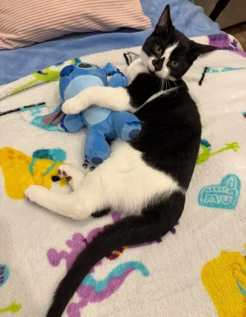 chatte lost   62880 Pont-à-Vendin Lilo