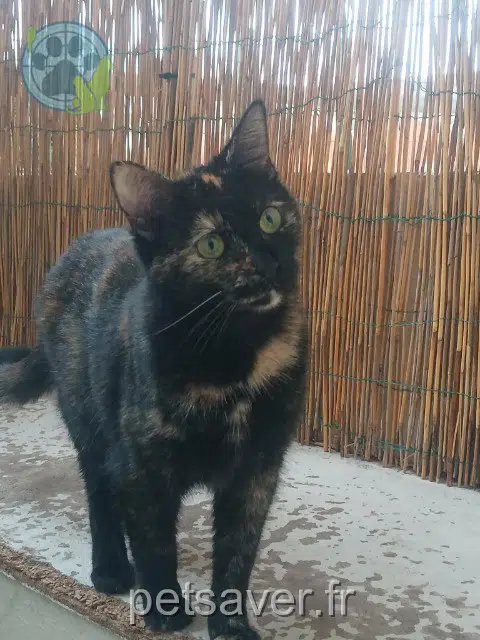 Katze vermisst 62620 Barlin Louloute Katze lost 62620 Barlin Louloute