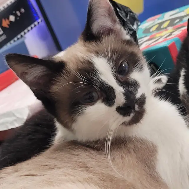 chatte lost   62231 Sangatte Louna