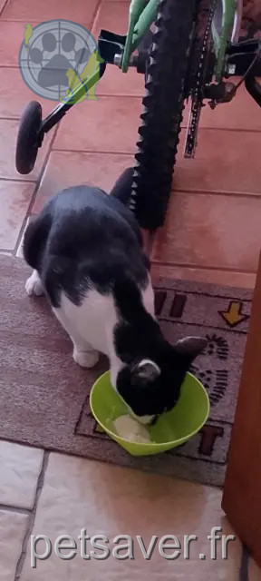 chatte perdue 62153 Souchez Lucie chatte lost 62153 Souchez Lucie