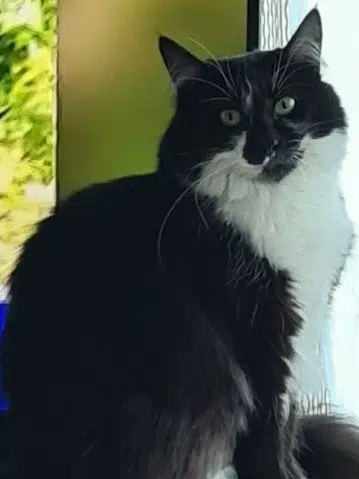 chatte lost   62800 Liévin Lulu