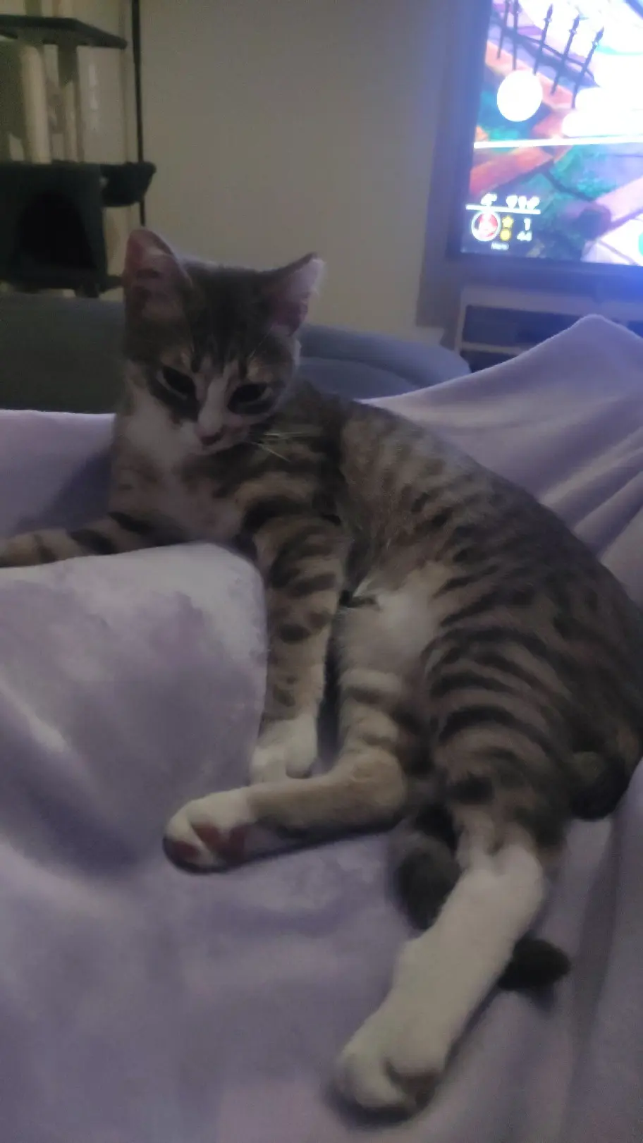 Chatte Perdue 62 Pas-de-Calais - Luna Chatte Perdue 62 Pas-de-Calais - Luna