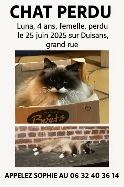 chatte lost   62161 Duisans Luna