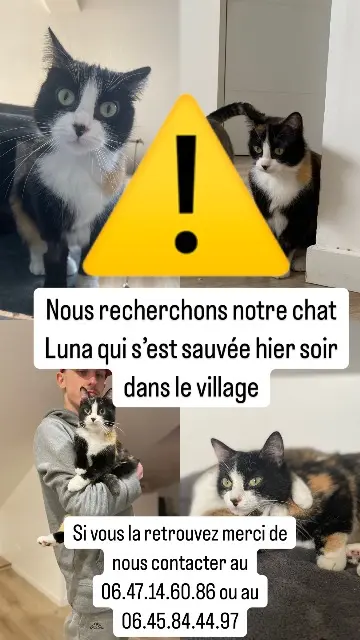 chatte lost   62690 Villers-Châtel Luna