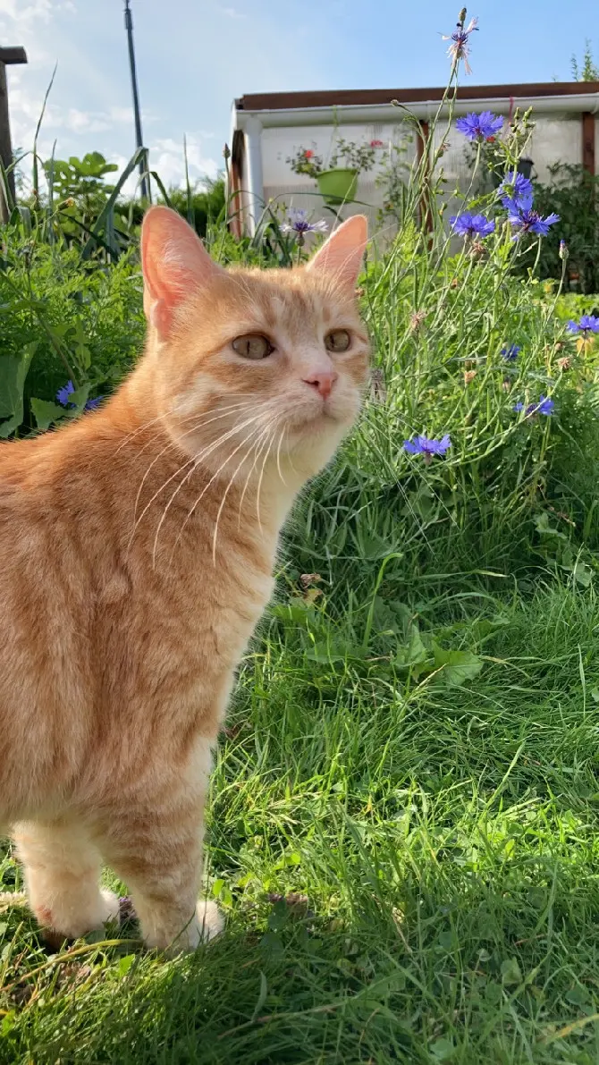Chatte Perdue 62 Pas-de-Calais - Luna Chatte Perdue 62 Pas-de-Calais - Luna