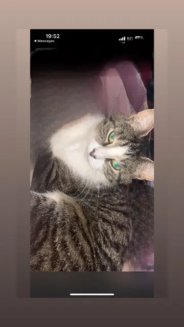 chatte lost   62117 Brebières Lune