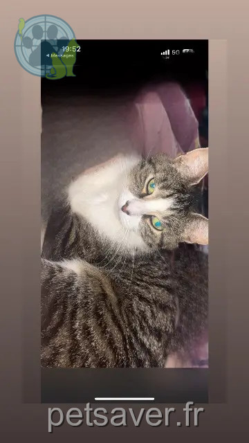 kat vermist 62117 Brebières Lune kat lost 62117 Brebières Lune