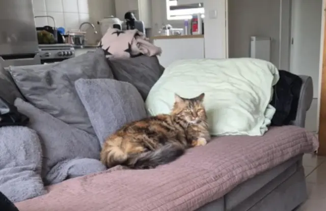 chatte lost   62220 Carvin Léonie