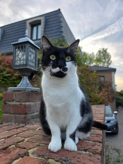 chatte lost   62150 Rebreuve-Ranchicourt Madame