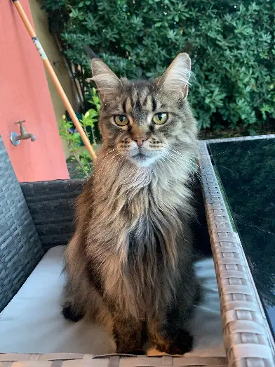 Chatte Perdue 62 Pas-de-Calais - Maelenn Chatte Perdue 62 Pas-de-Calais - Maelenn