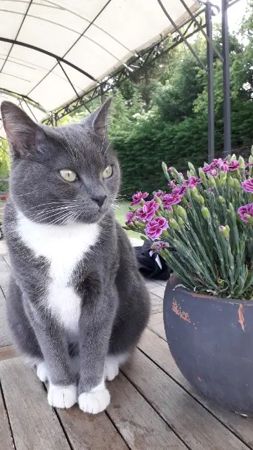 chatte lost   62113 Sailly-Labourse Mamoune