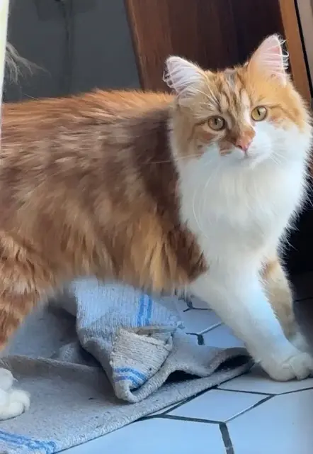 chatte lost   62218 Loison-sous-Lens Masha