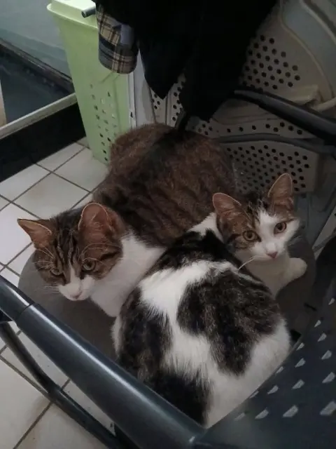 chatte lost   62400 Béthune Merry et Batman