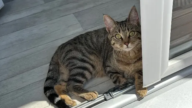 chatte lost   62700 Bruay-la-Buissière Mia