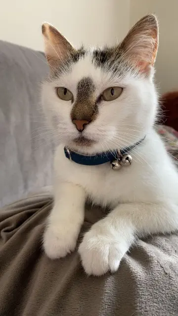 chatte lost   62290 Nœux-les-Mines Mina