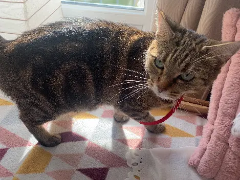 Chatte Perdue 62 Pas-de-Calais - Minouchette Chatte Perdue 62 Pas-de-Calais - Minouchette