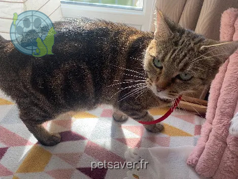Chatte Perdue 62 Pas-de-Calais - Minouchette Chatte Perdue 62 Pas-de-Calais - Minouchette