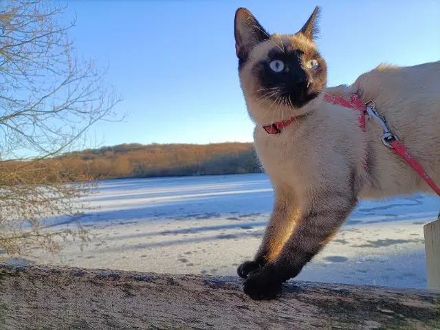 chatte lost   62360 Condette Mirza