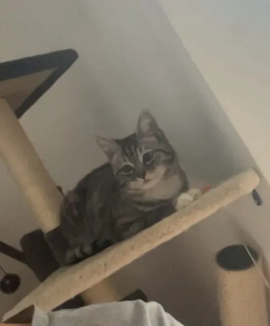 kat vermist 62640 Montigny-en-Gohelle Mohana kat lost 62640 Montigny-en-Gohelle Mohana