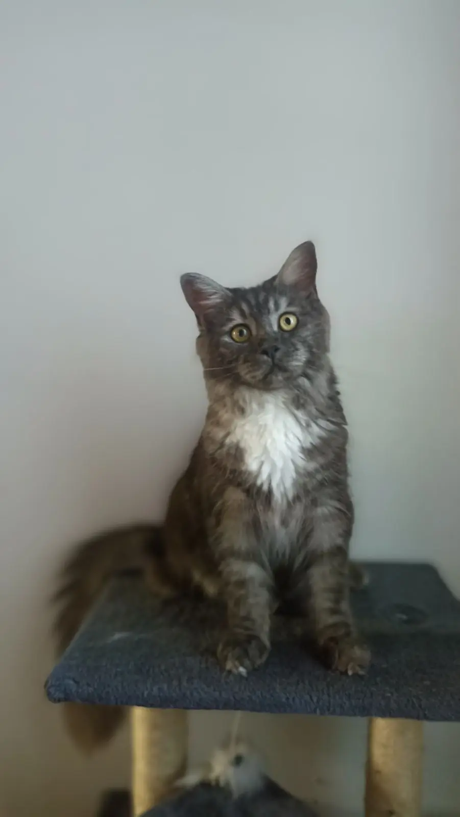 Chatte Perdue 62 Pas-de-Calais - Moon Chatte Perdue 62 Pas-de-Calais - Moon