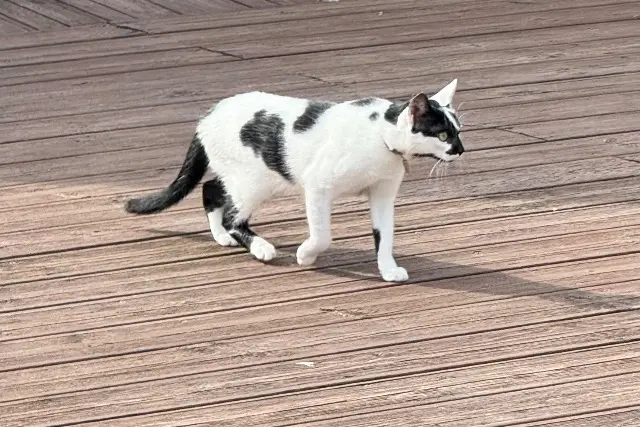 chatte lost   62600 Berck Moon