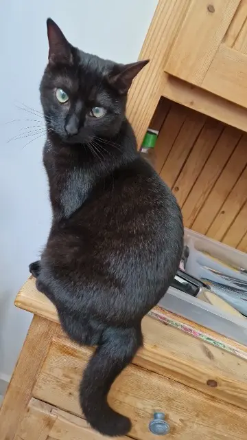 chatte lost   62110 Hénin-Beaumont Mouchette