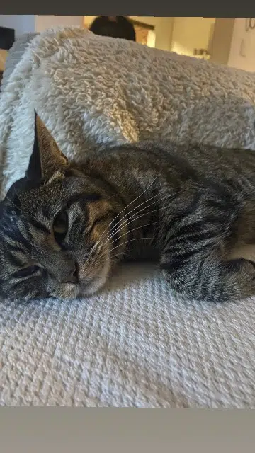 chatte lost   62710 Courrières Mouchette