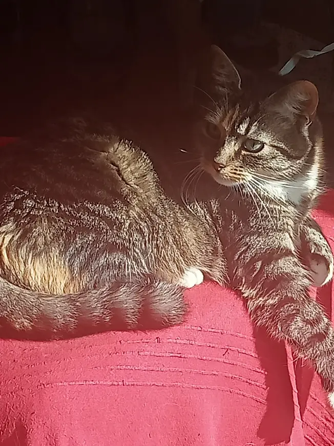 Chatte Perdue 62 Pas-de-Calais - Myrtille Chatte Perdue 62 Pas-de-Calais - Myrtille