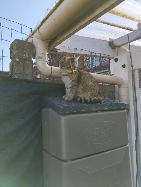 chatte lost   62410 Meurchin Nala