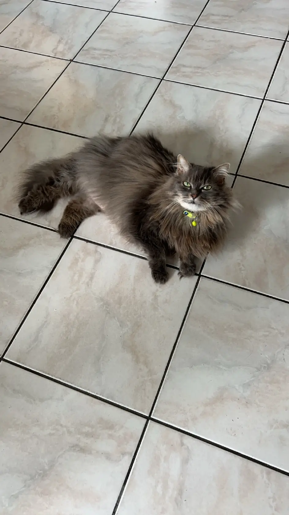 Chatte Perdue 62 Pas-de-Calais - Nala Chatte Perdue 62 Pas-de-Calais - Nala