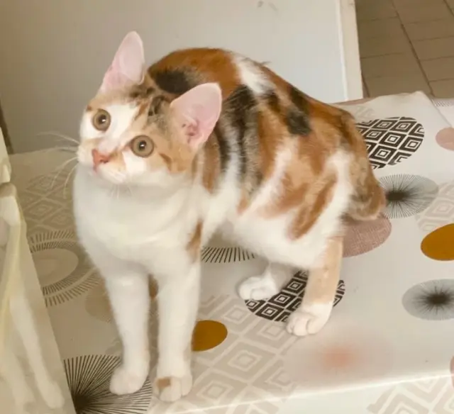 chatte lost   62160 Aix-Noulette Nala