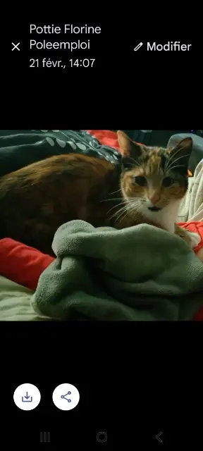 chatte lost   62118 Fampoux Nala