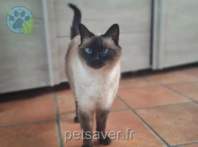 chatte lost 62880 Pont-à-Vendin Nala