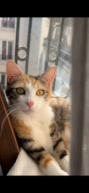 chatte lost   62120 Mametz Nala