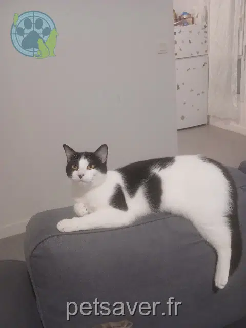 chatte lost   62200 Boulogne-sur-Mer Nala