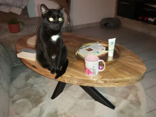 chatte lost   62320 Rouvroy Nefertiti