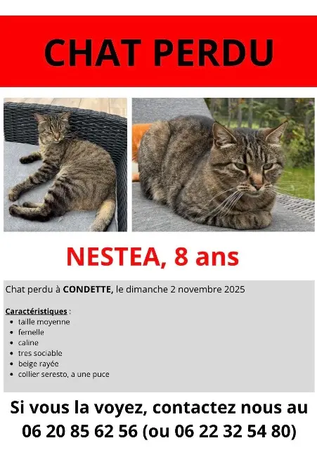 chatte lost   62360 Condette Nestea