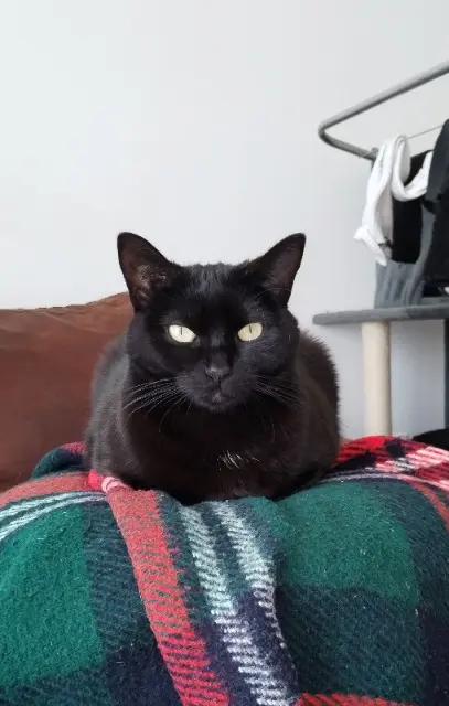 chatte lost   62880 Vendin-le-Vieil NIFTY