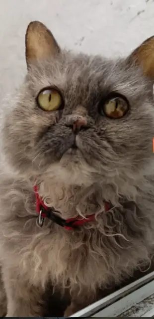 chatte lost   62100 Calais Nina
