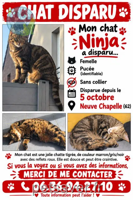 chatte lost 62840 Neuve-Chapelle Ninja