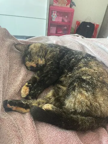 Chatte Perdue 62 Pas-de-Calais - Ninouche Chatte Perdue 62 Pas-de-Calais - Ninouche