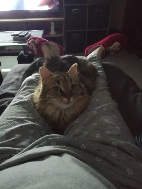 chatte lost   62640 Montigny-en-Gohelle Nirvana