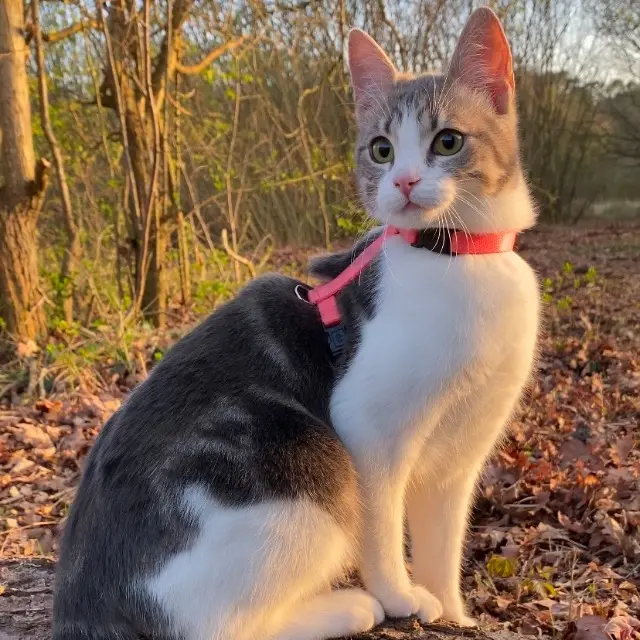 chatte lost   62630 Étaples Nour