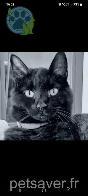 chatte lost   62176 Camiers Nénette