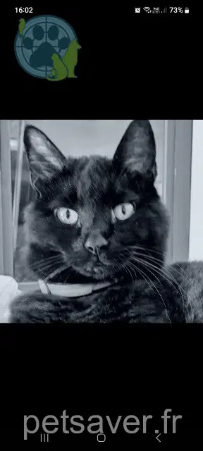 chatte lost   62176 Camiers Nénette