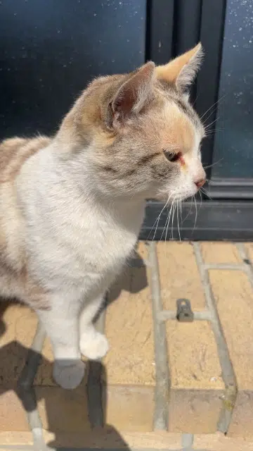 chatte lost   62350 Calonne-sur-la-Lys Olya