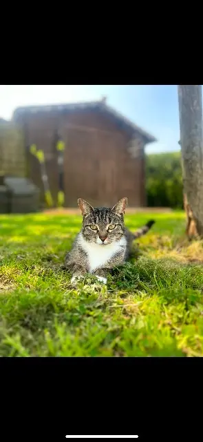 chatte lost   62610 Balinghem Olympe